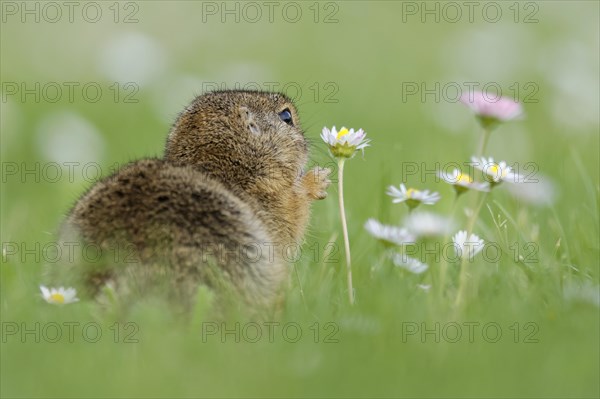 Gopher