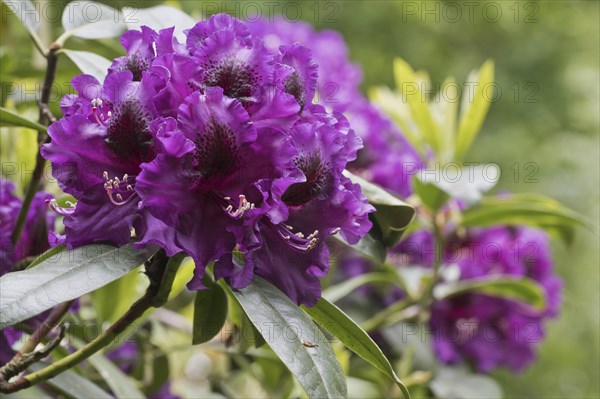 Rhododendron flowers