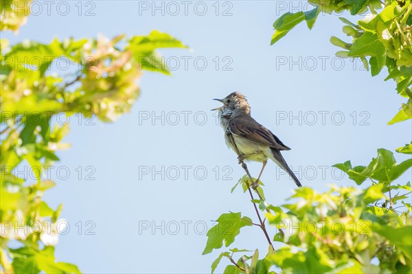 Common whitethroat