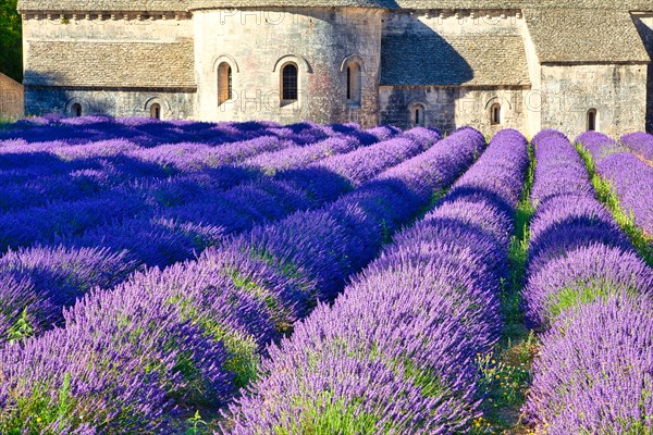 Cistercian Abbey Abbaye Notre-Dame de Senanque