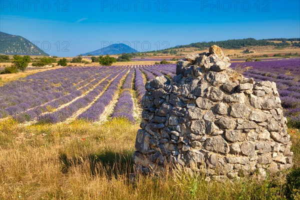 Borie on lavender field