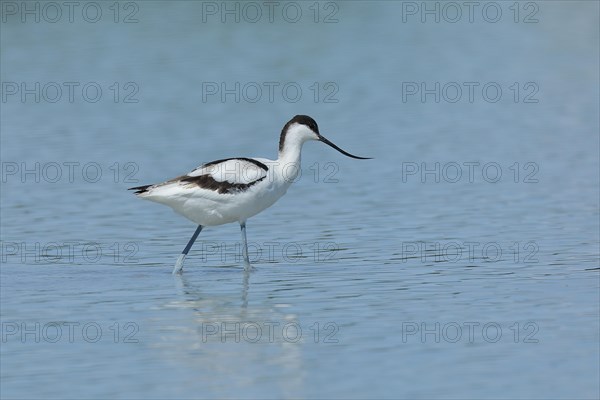 Black-capped avocet