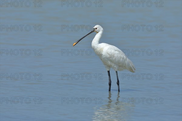 Spoonbill