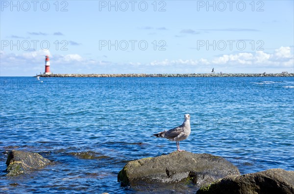 Seagull on a stone and view to the eastern pier with lighthouse in Rostock-Warnemuende