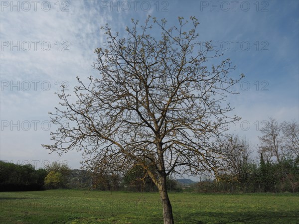 Nut tree in a meadow over blue sky