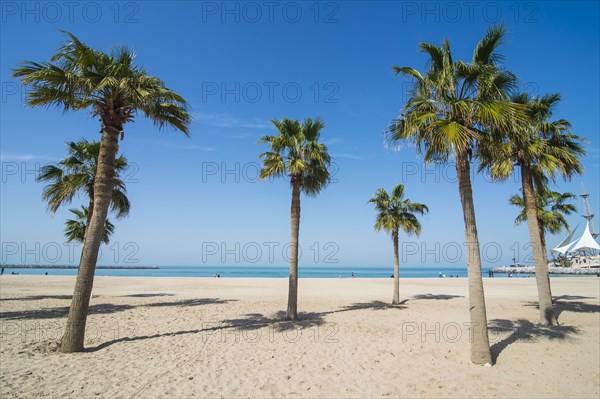 Palm fringed Marina beach