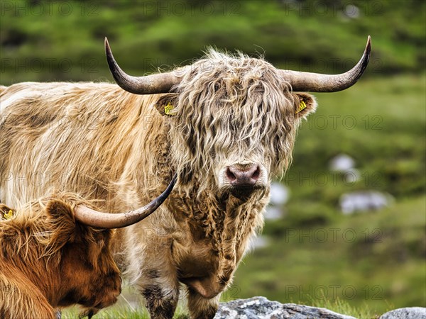 Scottish Highland Cattle