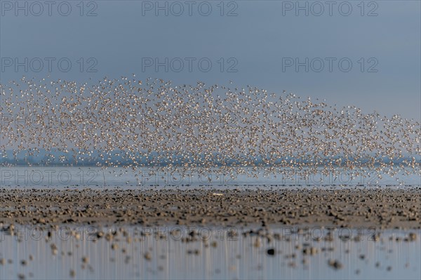 Shorebirds