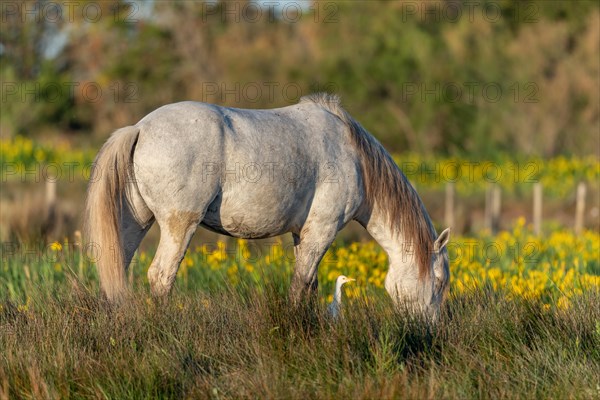 Camargue horse and cattle