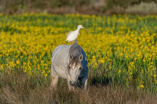 Camargue horse and cattle