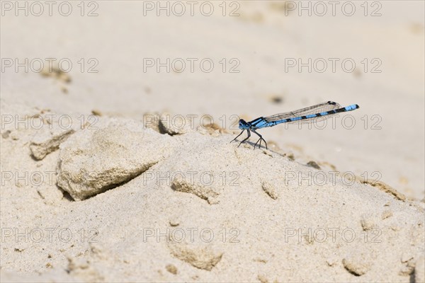 Common blue damselfly