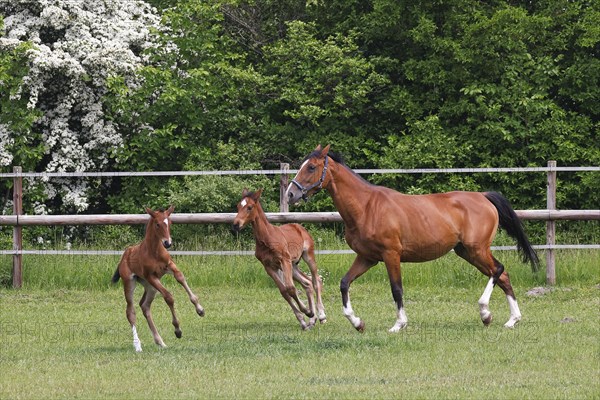 Domestic horses