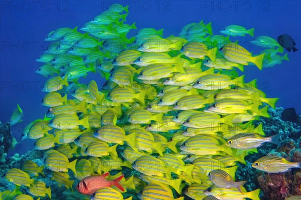 Shoal of bluestripe snapper