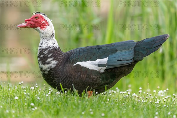 Muscovy duck