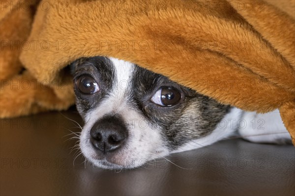 Small Chihuahua dog under blanket