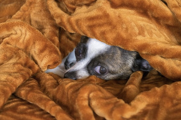 Small Chihuahua dog under blanket