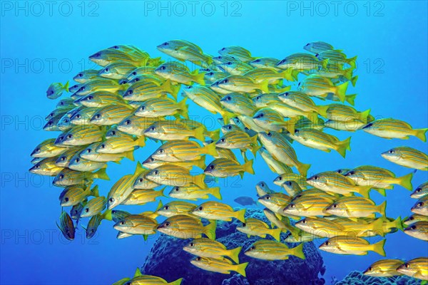 Shoal of bluestripe snapper