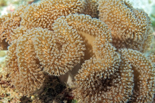 Mushroom leather coral