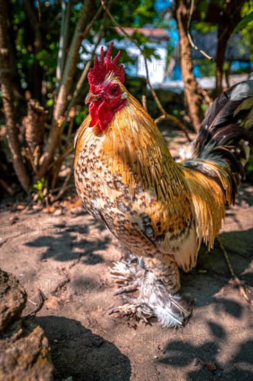 Portrait of a Brahma cock