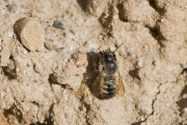 Common narrow bee