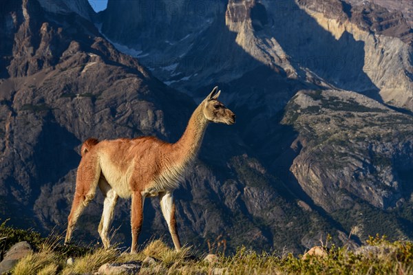 Guanaco