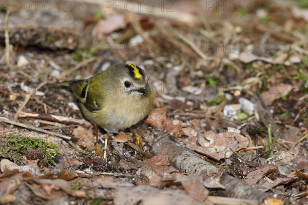 Winter Goldcrest