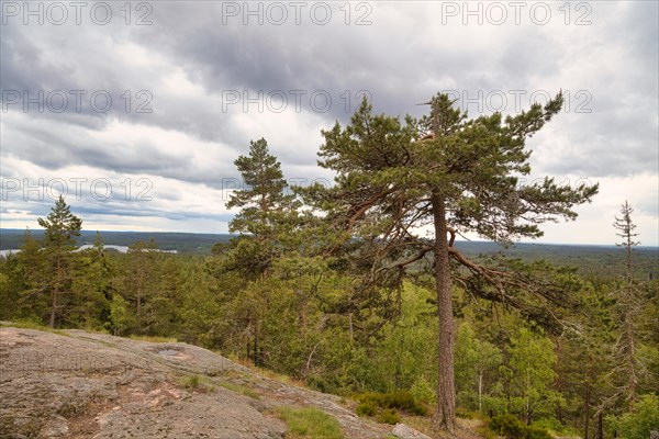 View over the forests