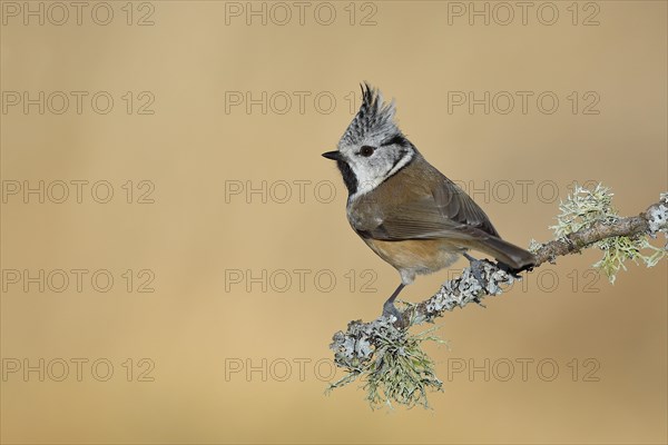 Crested tit