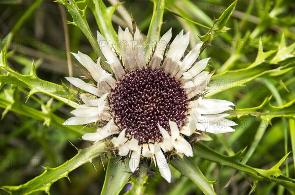 Flowering specimen of a silver thistle