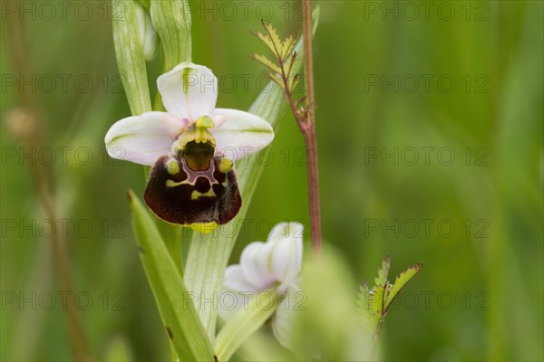 Flower of the late spider-orchid