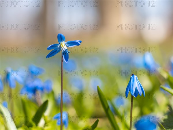 Siberian squill