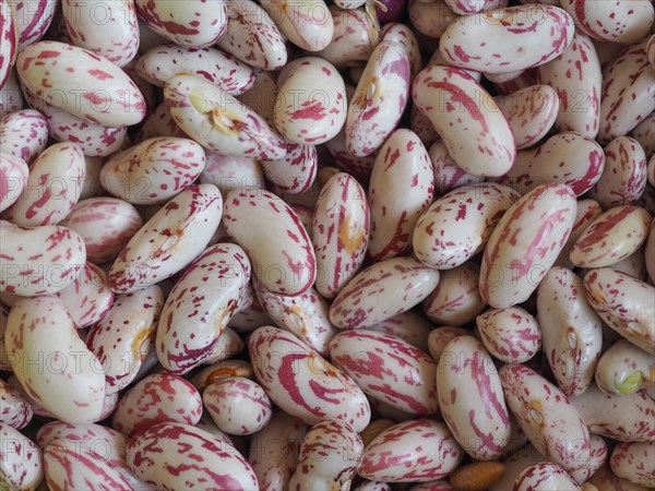 Crimson beans legumes vegetables food