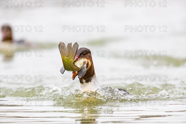 Common merganser