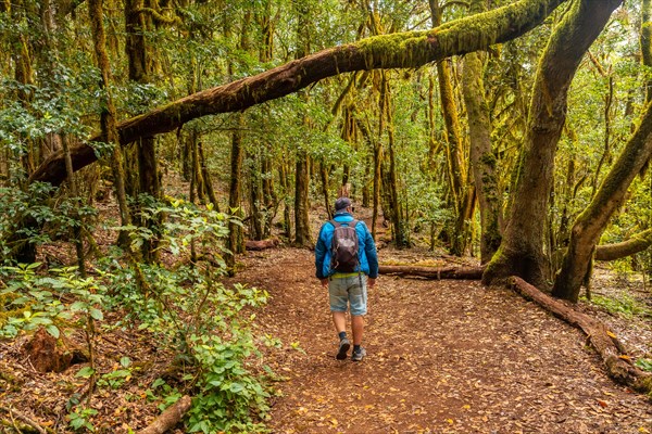 Man on the Garajonay trail of the Parque Natural del Bosque in La Gomera