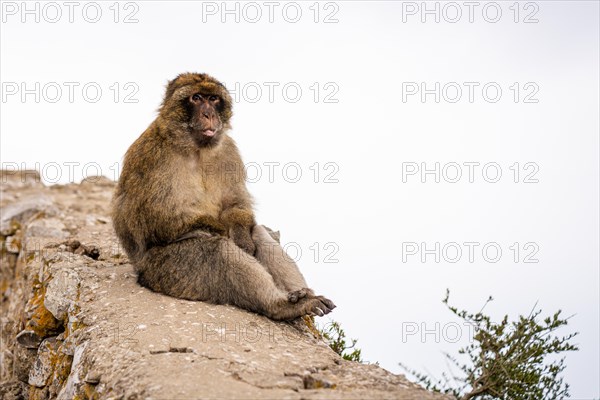 Macaque