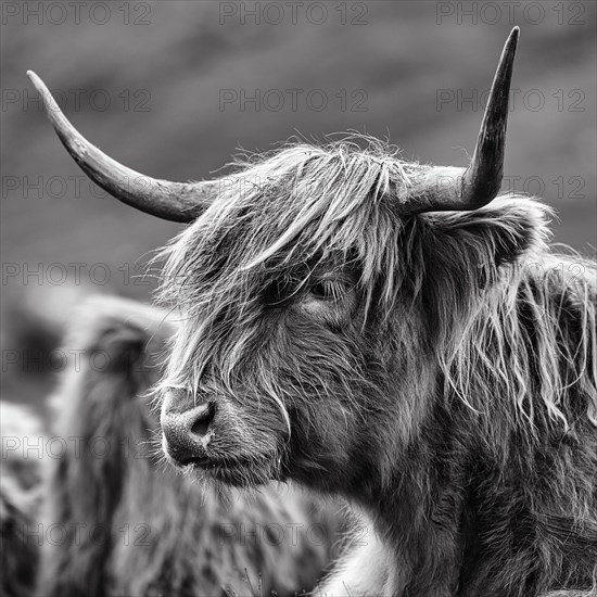 Scottish Highland Cattle