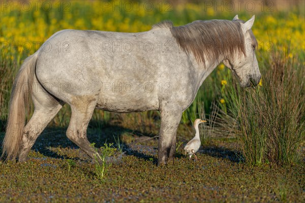 Camargue horse and cattle