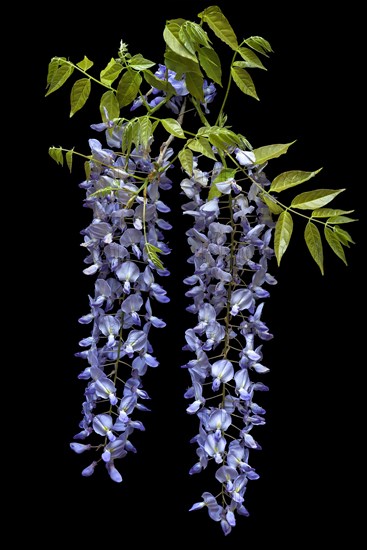 Wisterias