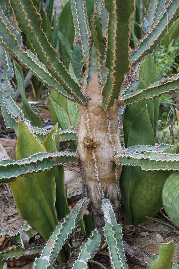 Sansevieria aethiopica