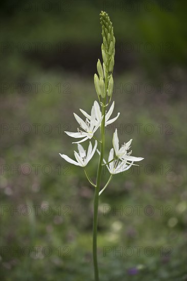 Grass lily