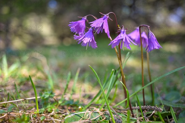 Alpine snowbell