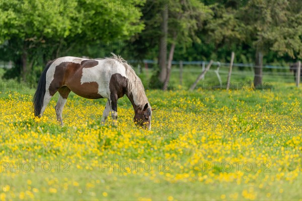 Horse in a green pasture filled with yellow buttercups. Bas-Rhin