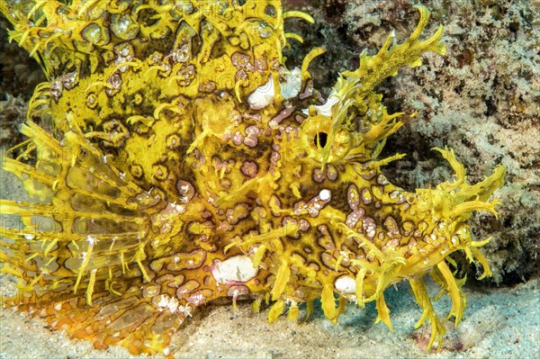 Lateral close-up of head of well-camouflaged yellow popeyed scorpionfish