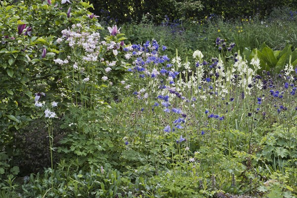 Grass lilies