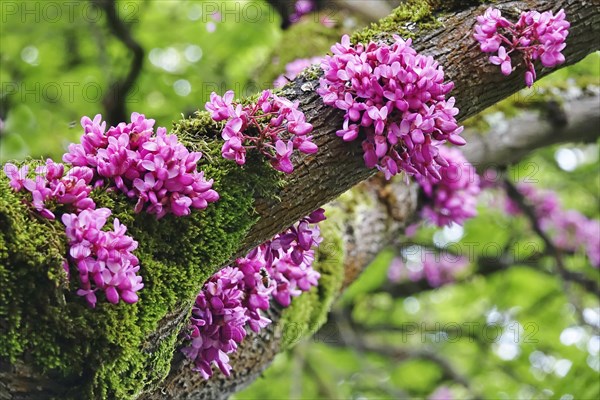 Judas Tree