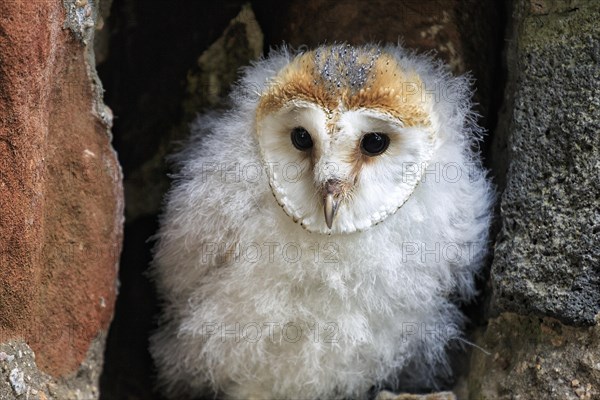 Common barn owl