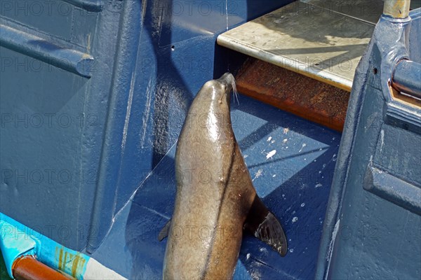 Sea lion curiously jumps onto a large fishing vessel