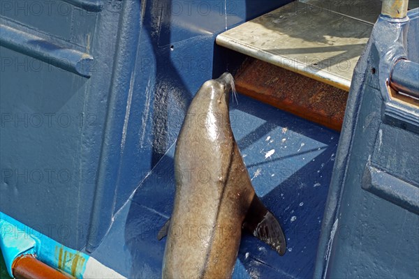 Sea lion curiously jumps onto a large fishing vessel