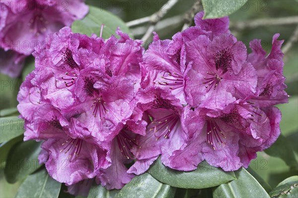 Rhododendron flower