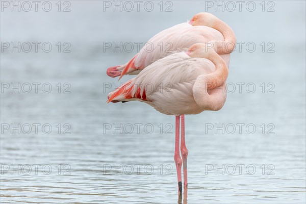 Greater Flamingo